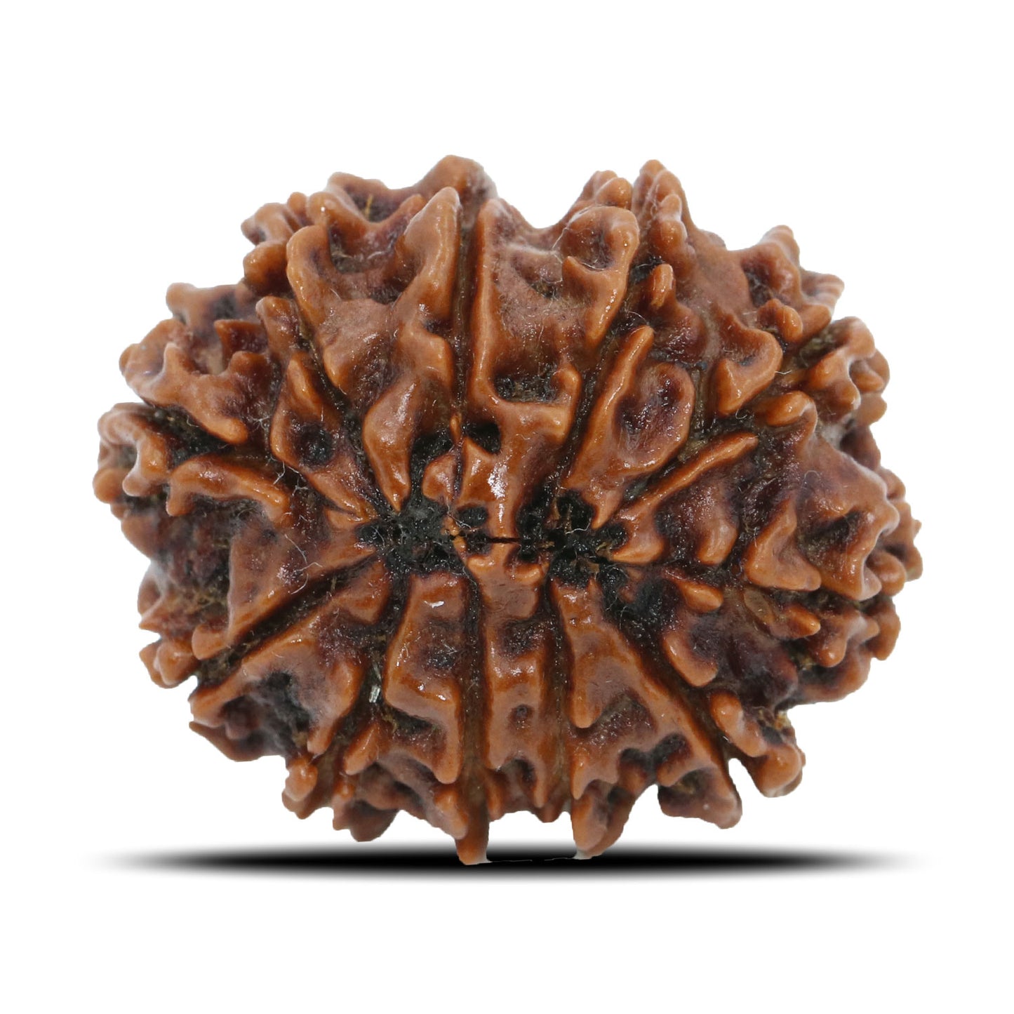 11 Mukhi Rudraksha (Nepal) 26.25 MM