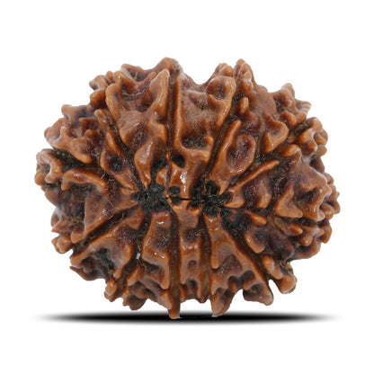11 Mukhi Rudraksha (Nepal) 26.25 MM