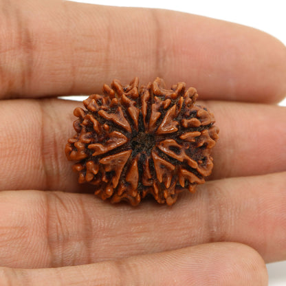 11 Mukhi Rudraksha (Nepal) 26.25 MM