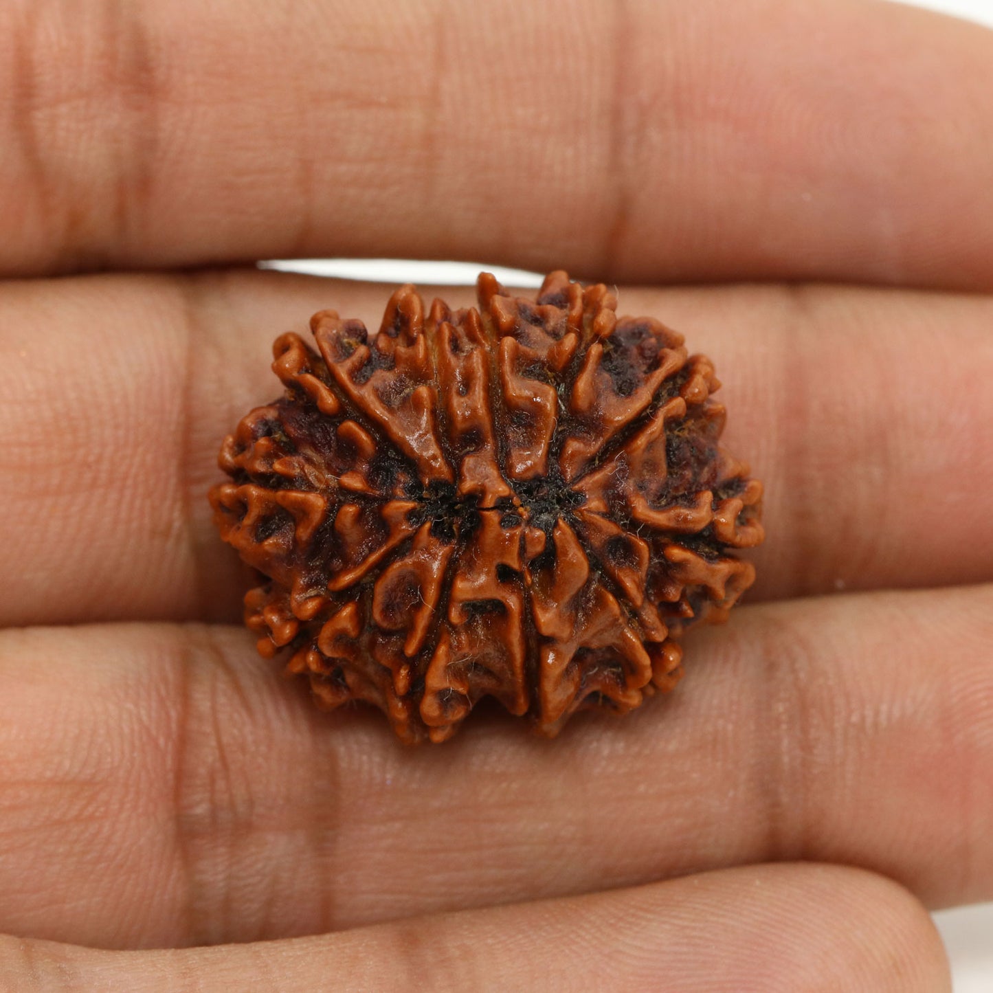 11 Mukhi Rudraksha (Nepal) 26.25 MM