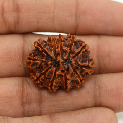 11 Mukhi Rudraksha (Nepal) 26.25 MM