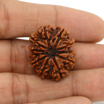 11 Mukhi Rudraksha (Nepal) 26.25 MM