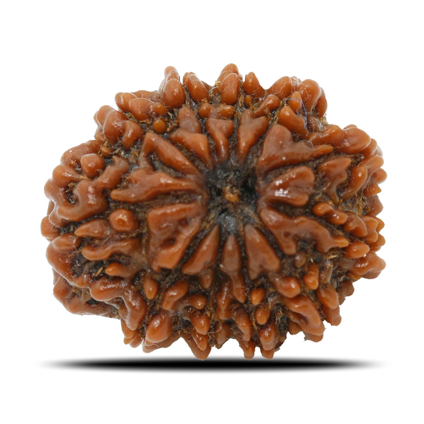 11 Mukhi Rudraksha (Nepal) 23.36 MM
