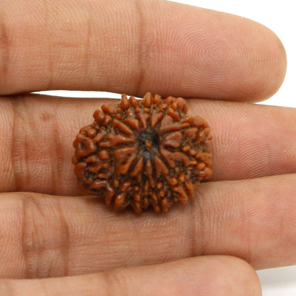 11 Mukhi Rudraksha (Nepal) 23.36 MM
