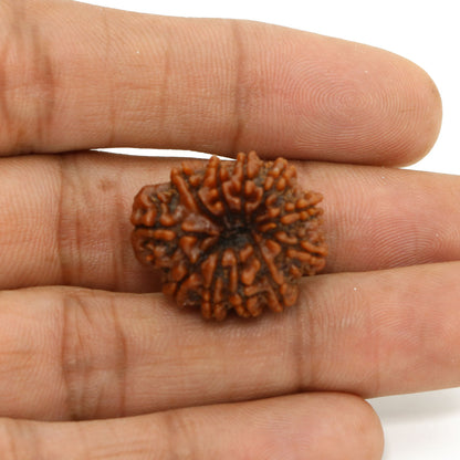 11 Mukhi Rudraksha (Nepal) 23.36 MM