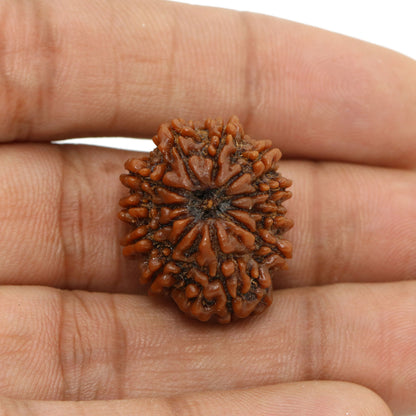 11 Mukhi Rudraksha (Nepal) 23.36 MM
