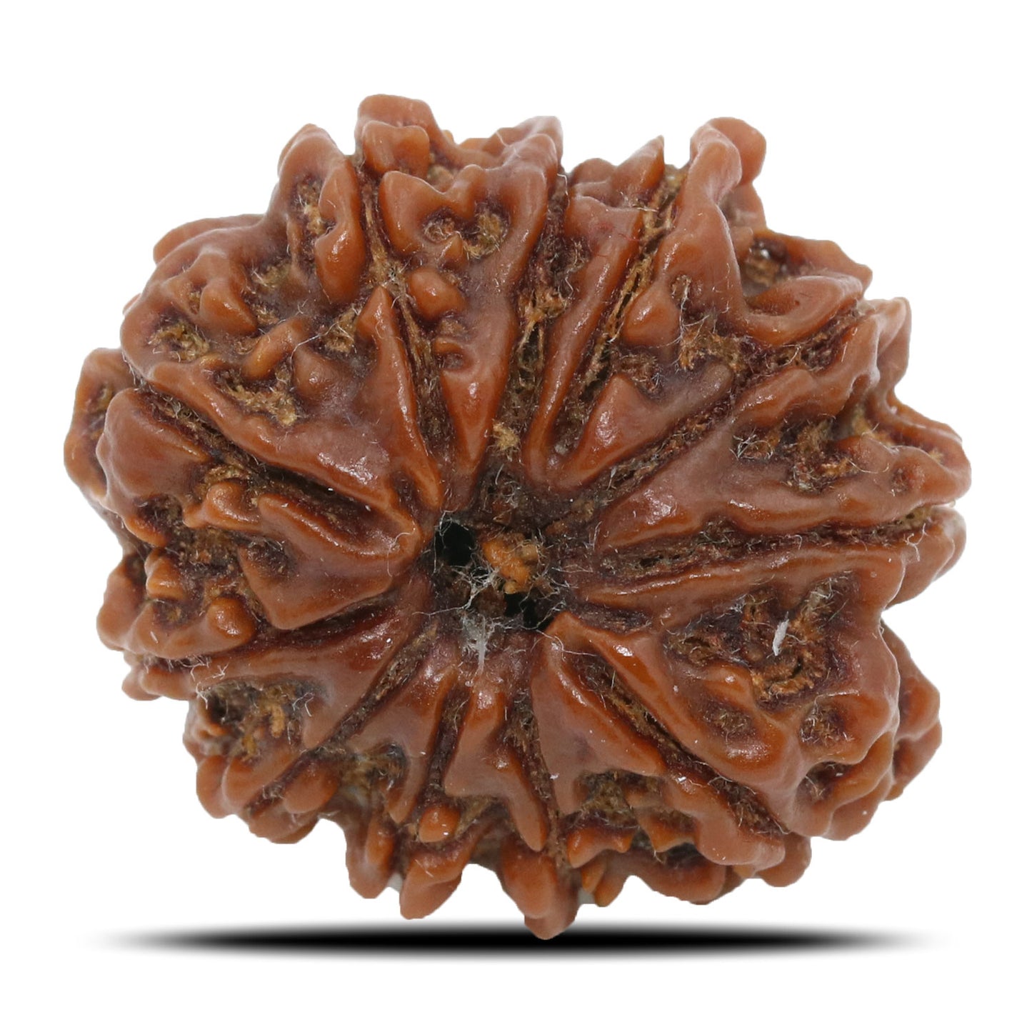 11 Mukhi Rudraksha (Nepal) 22.65 MM