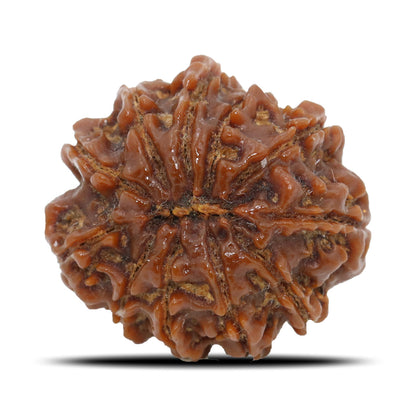 11 Mukhi Rudraksha (Nepal) 22.65 MM