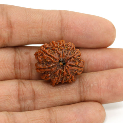 11 Mukhi Rudraksha (Nepal) 22.65 MM