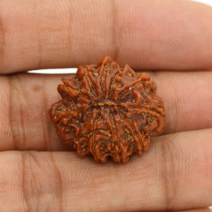 11 Mukhi Rudraksha (Nepal) 22.65 MM