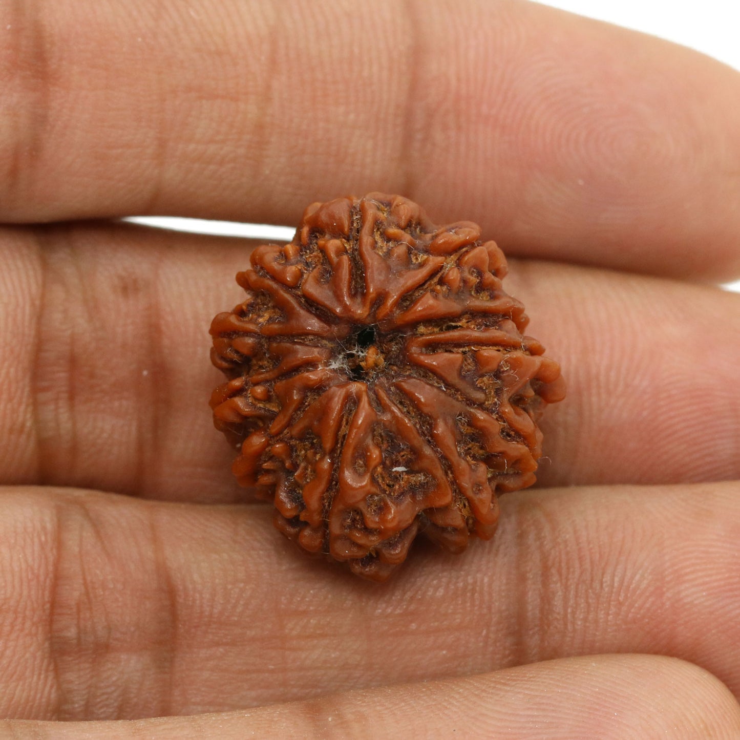 11 Mukhi Rudraksha (Nepal) 22.65 MM