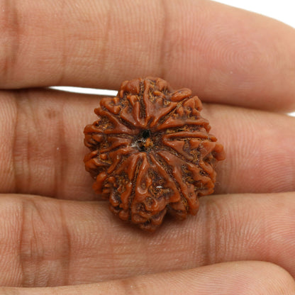 11 Mukhi Rudraksha (Nepal) 22.65 MM