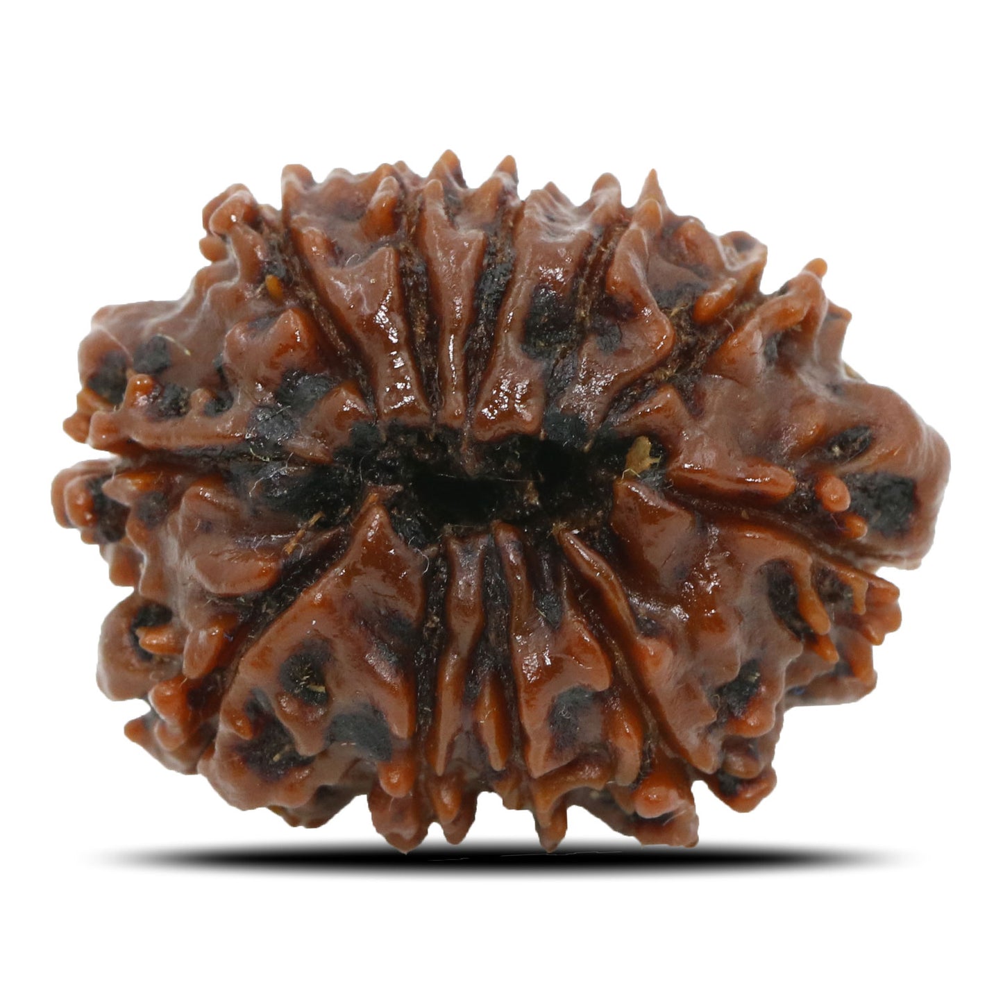 11 Mukhi Rudraksha (Nepal) 25.14 MM