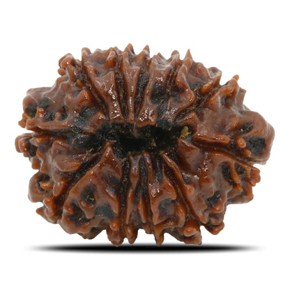 11 Mukhi Rudraksha (Nepal) 25.14 MM
