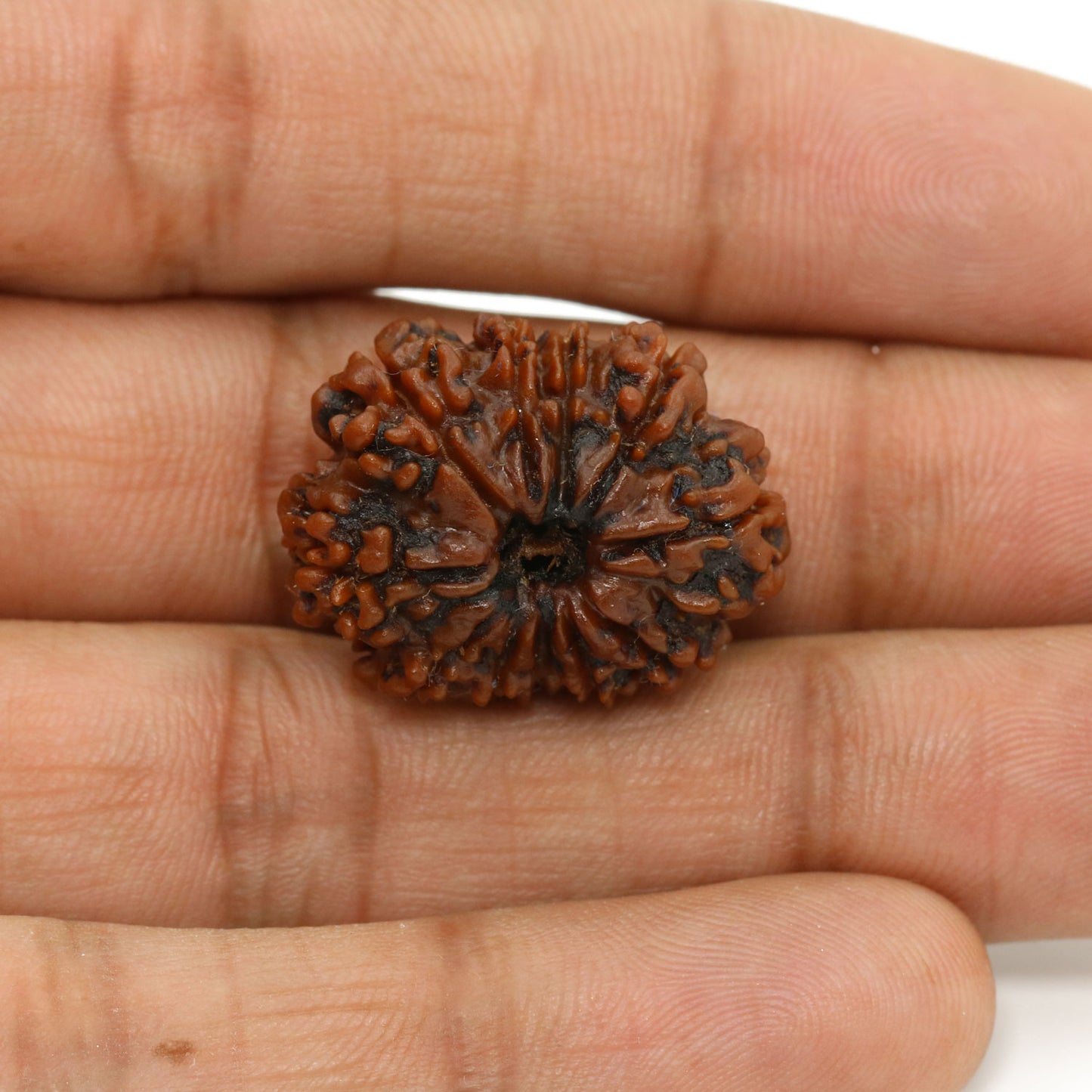11 Mukhi Rudraksha (Nepal) 25.14 MM