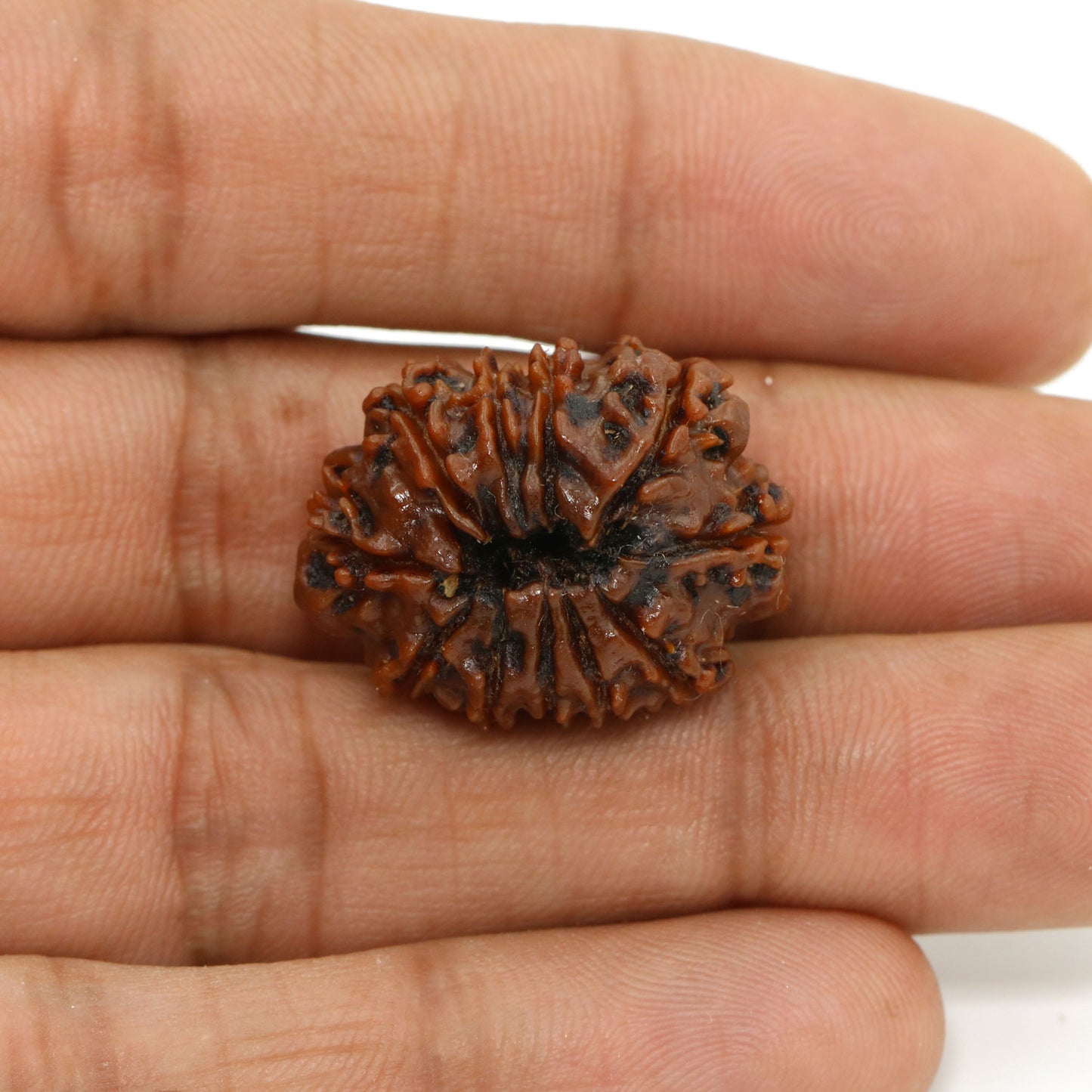 11 Mukhi Rudraksha (Nepal) 25.14 MM