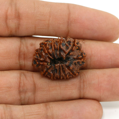 11 Mukhi Rudraksha (Nepal) 25.14 MM