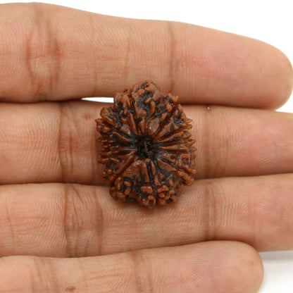 11 Mukhi Rudraksha (Nepal) 25.14 MM