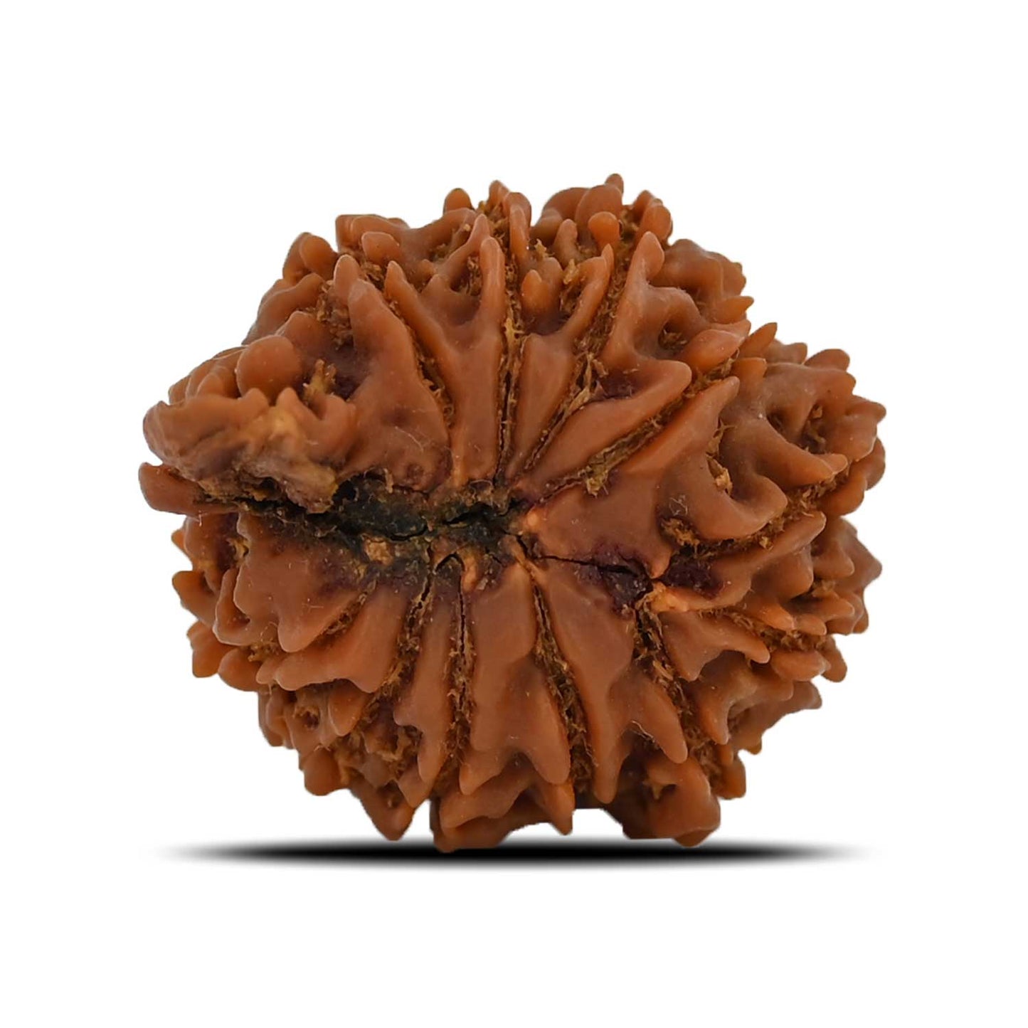Natural 11 Mukhi Ganesh (Eleven Mukhi) Rudraksha (Nepal) 27.97 M.M.