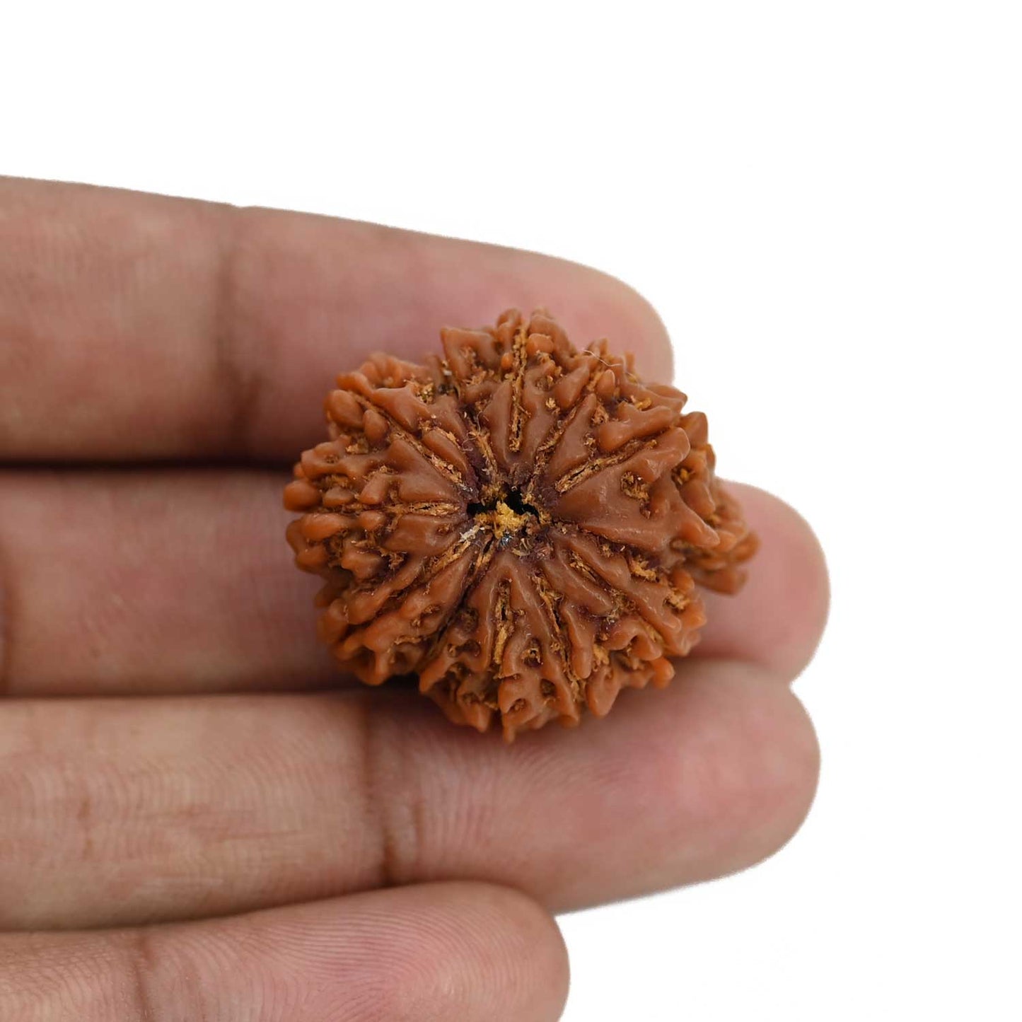 Natural 11 Mukhi Ganesh (Eleven Mukhi) Rudraksha (Nepal) 27.97 M.M.