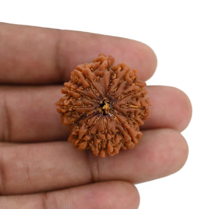 Natural 11 Mukhi Ganesh (Eleven Mukhi) Rudraksha (Nepal) 27.97 M.M.
