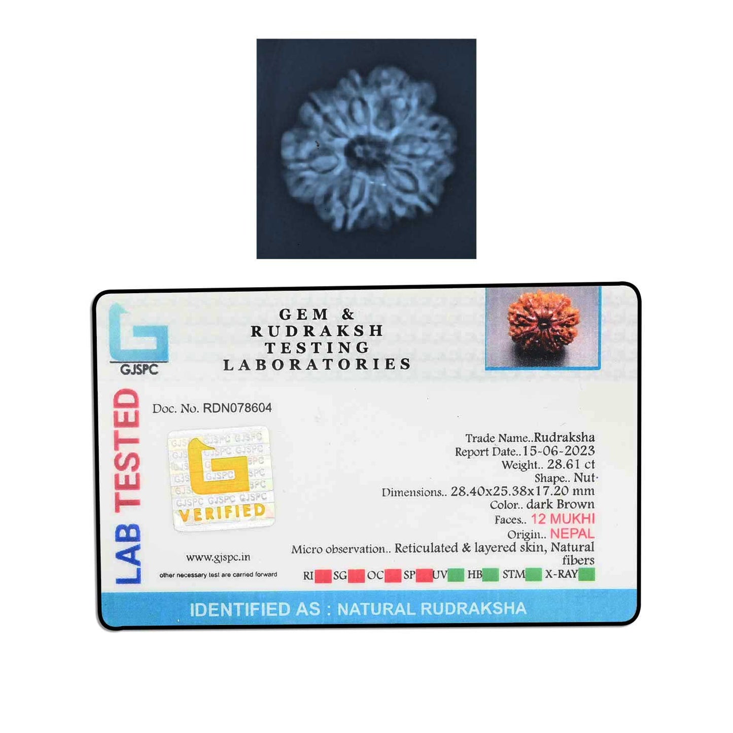 12 Mukhi Rudraksha (Nepal) 28.4 MM