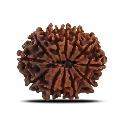 12 Mukhi Rudraksha (Nepal) 25.52 MM