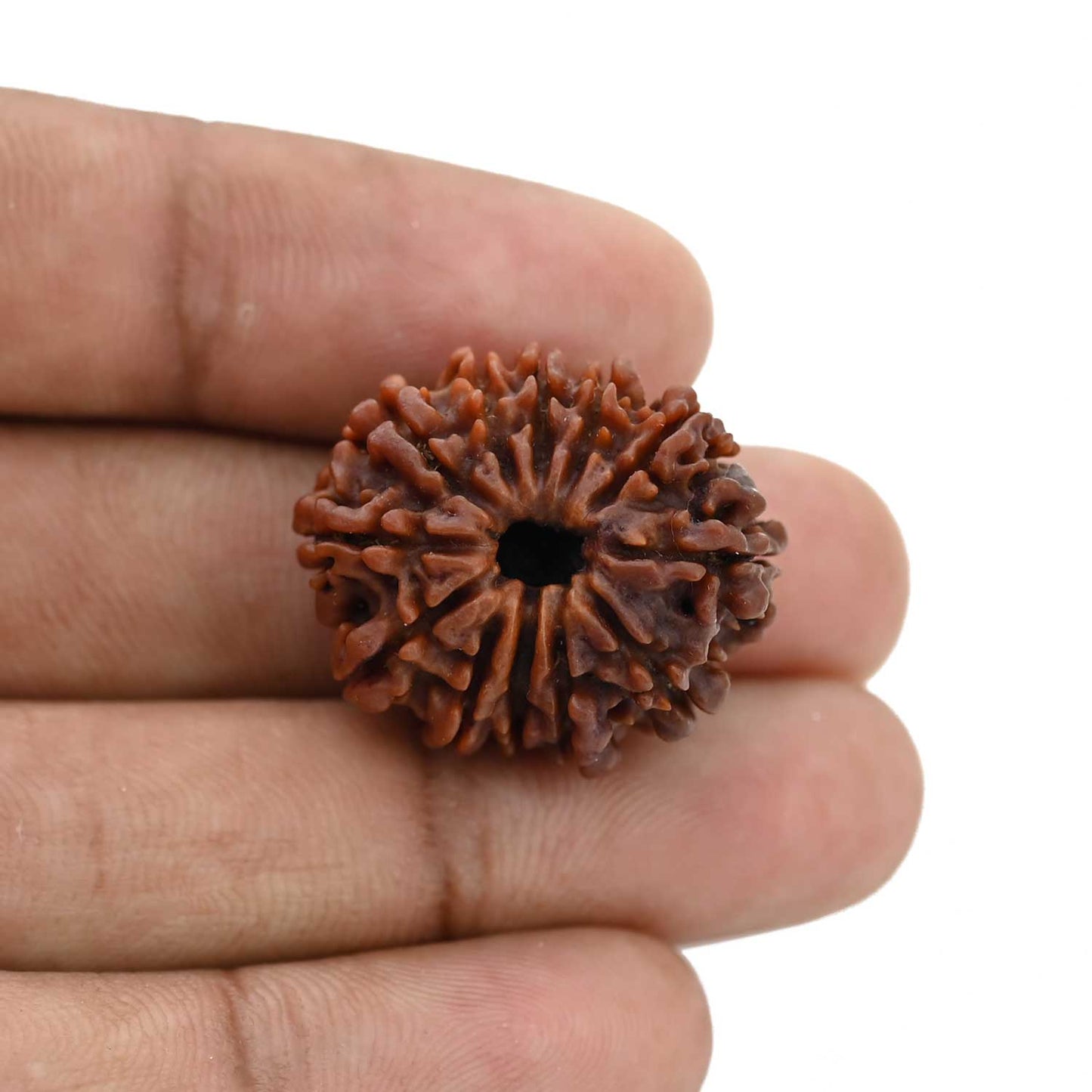 12 Mukhi Rudraksha (Nepal) 25.52 MM