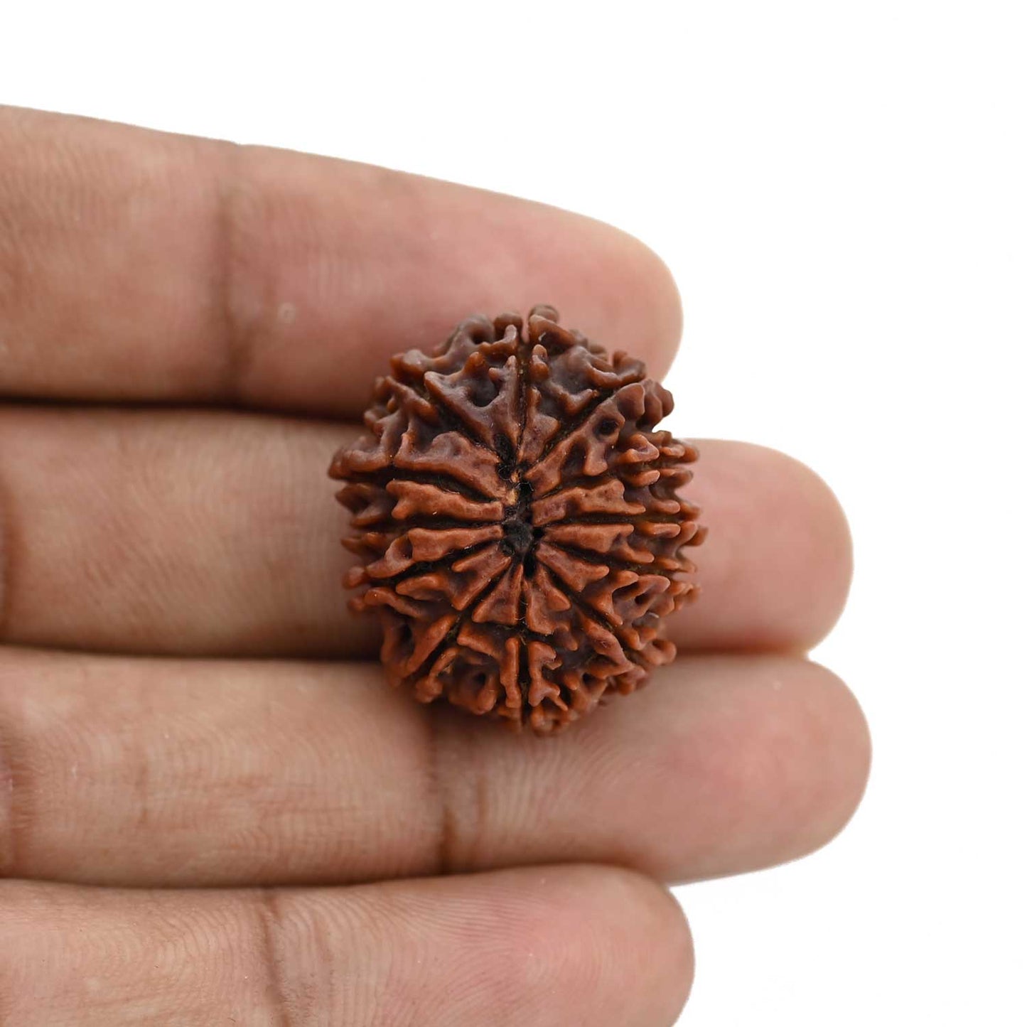12 Mukhi Rudraksha (Nepal) 25.52 MM