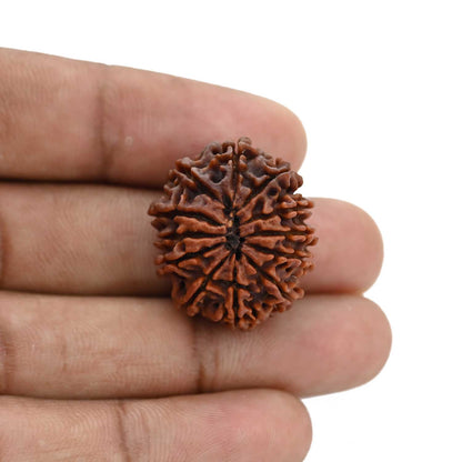 12 Mukhi Rudraksha (Nepal) 25.52 MM