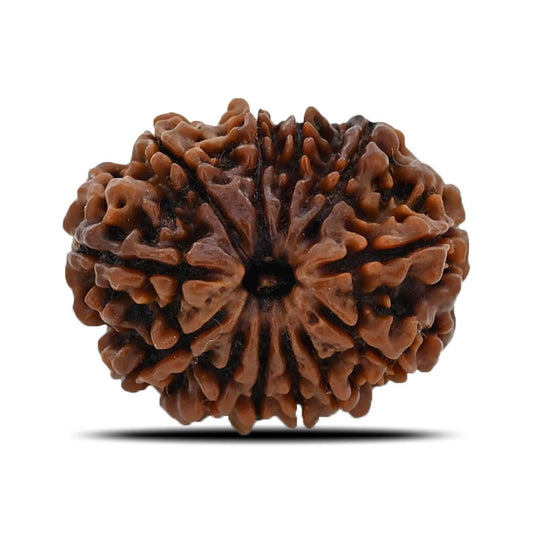 12 Mukhi Rudraksha (Nepal) 25.68 MM