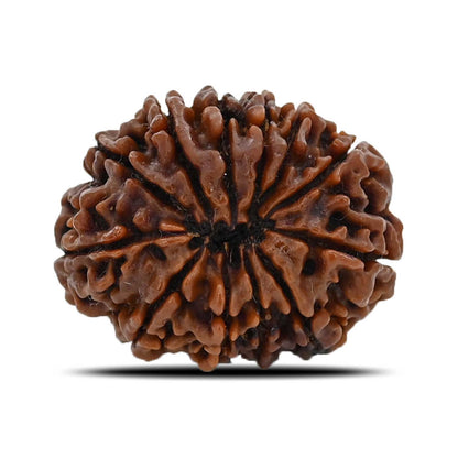 12 Mukhi Rudraksha (Nepal) 25.68 MM
