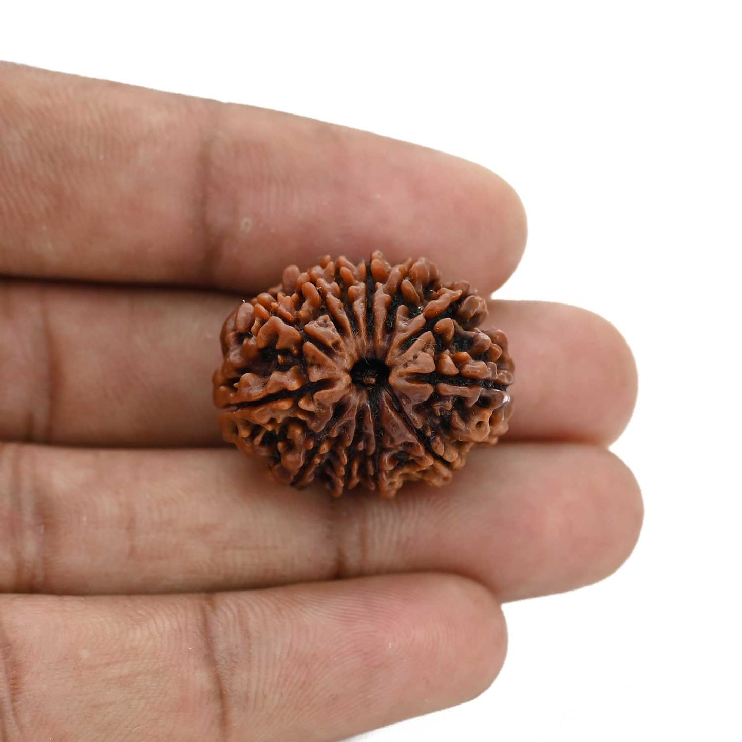 12 Mukhi Rudraksha (Nepal) 25.68 MM