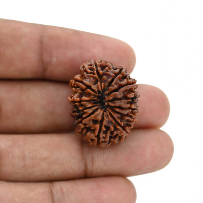 12 Mukhi Rudraksha (Nepal) 25.68 MM