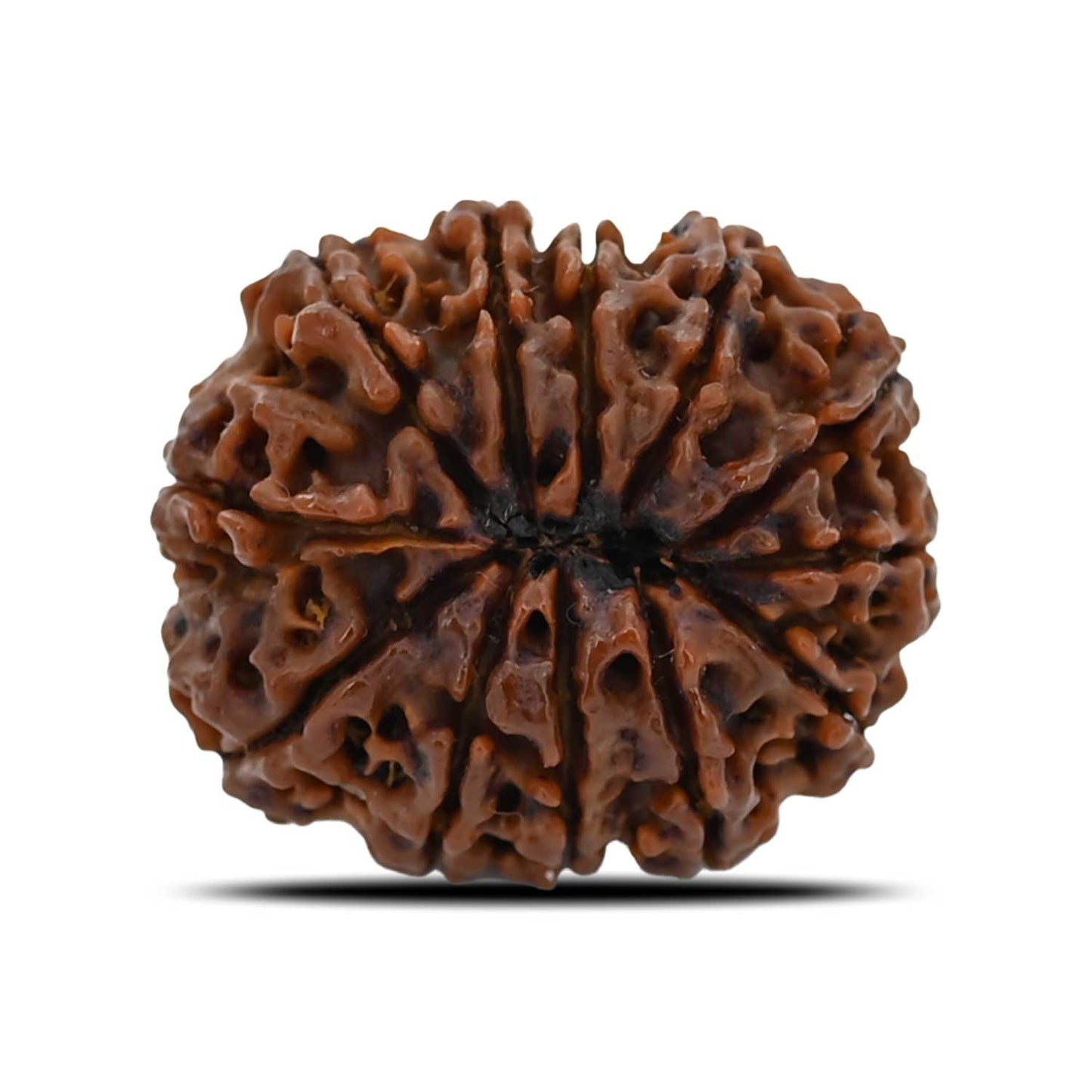 12 Mukhi Rudraksha (Nepal) 26.8 MM