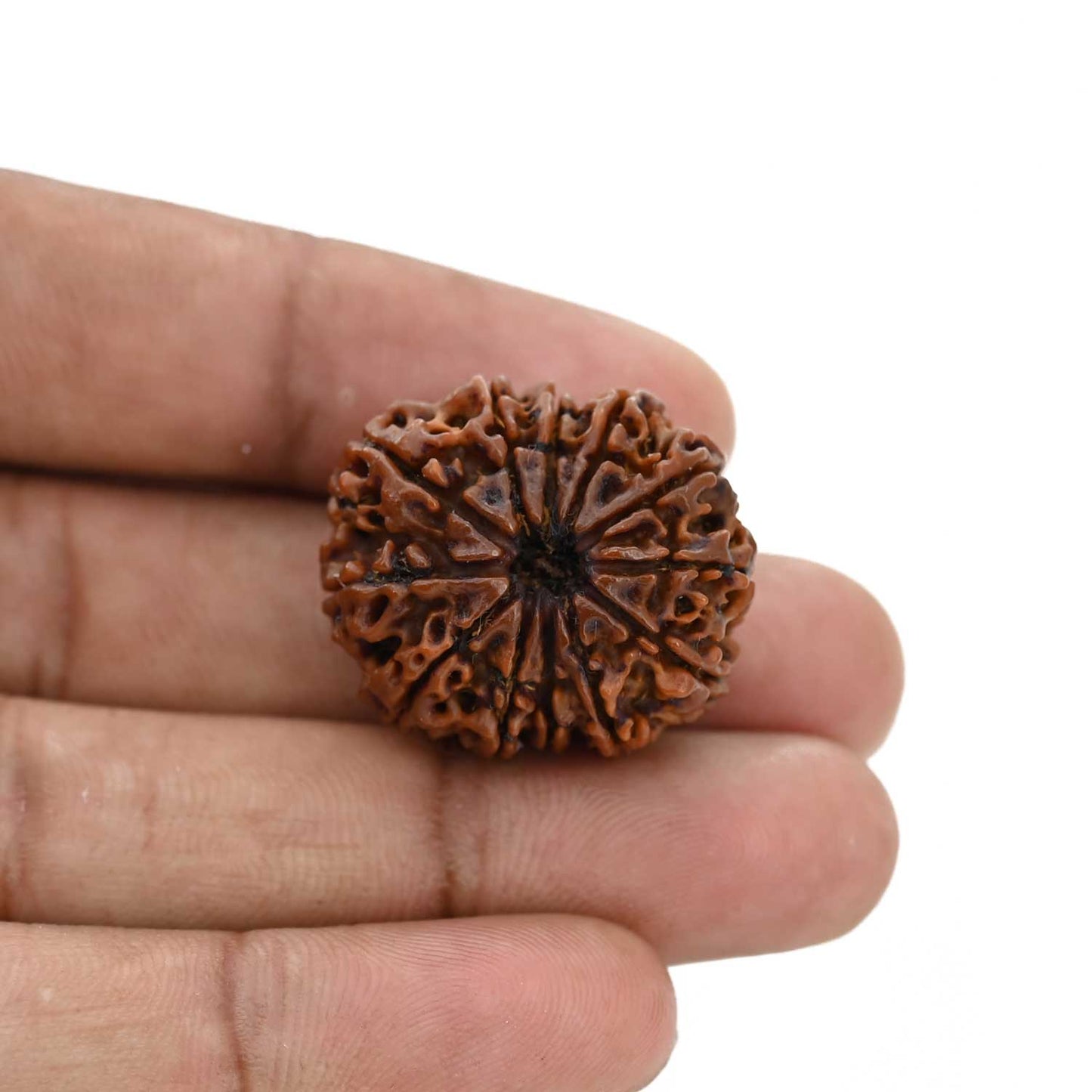 12 Mukhi Rudraksha (Nepal) 26.8 MM