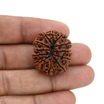 12 Mukhi Rudraksha (Nepal) 26.8 MM