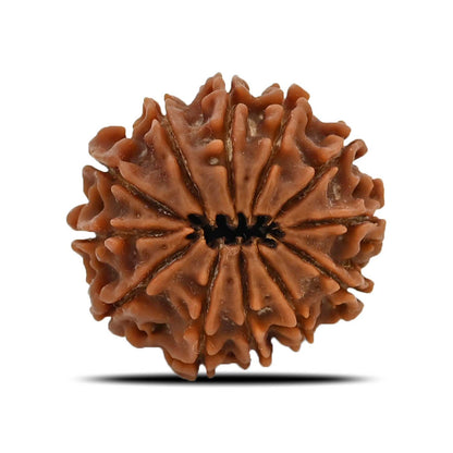 12 Mukhi Rudraksha (Nepal) 25.1 MM