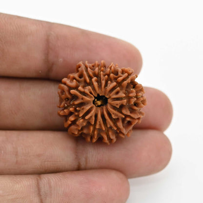12 Mukhi Rudraksha (Nepal) 25.1 MM