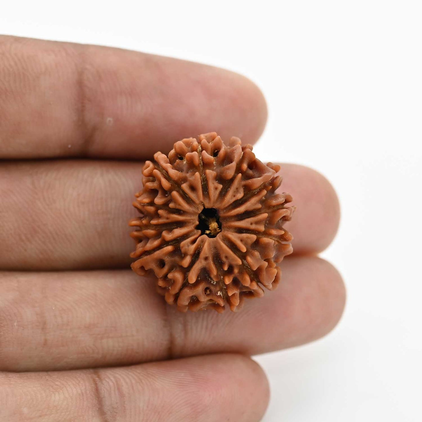 12 Mukhi Rudraksha (Nepal) 25.1 MM