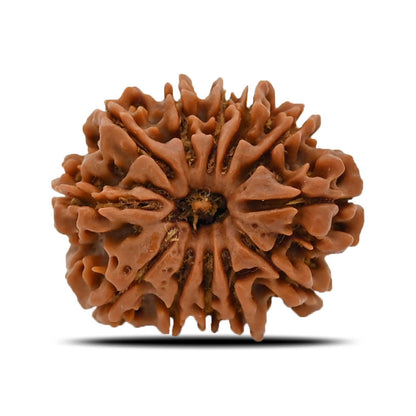 12 Mukhi Rudraksha (Nepal) 26.43 MM