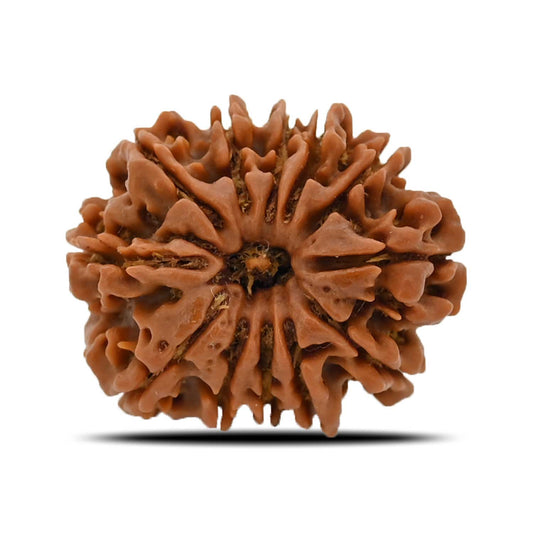 12 Mukhi Rudraksha (Nepal) 26.43 MM