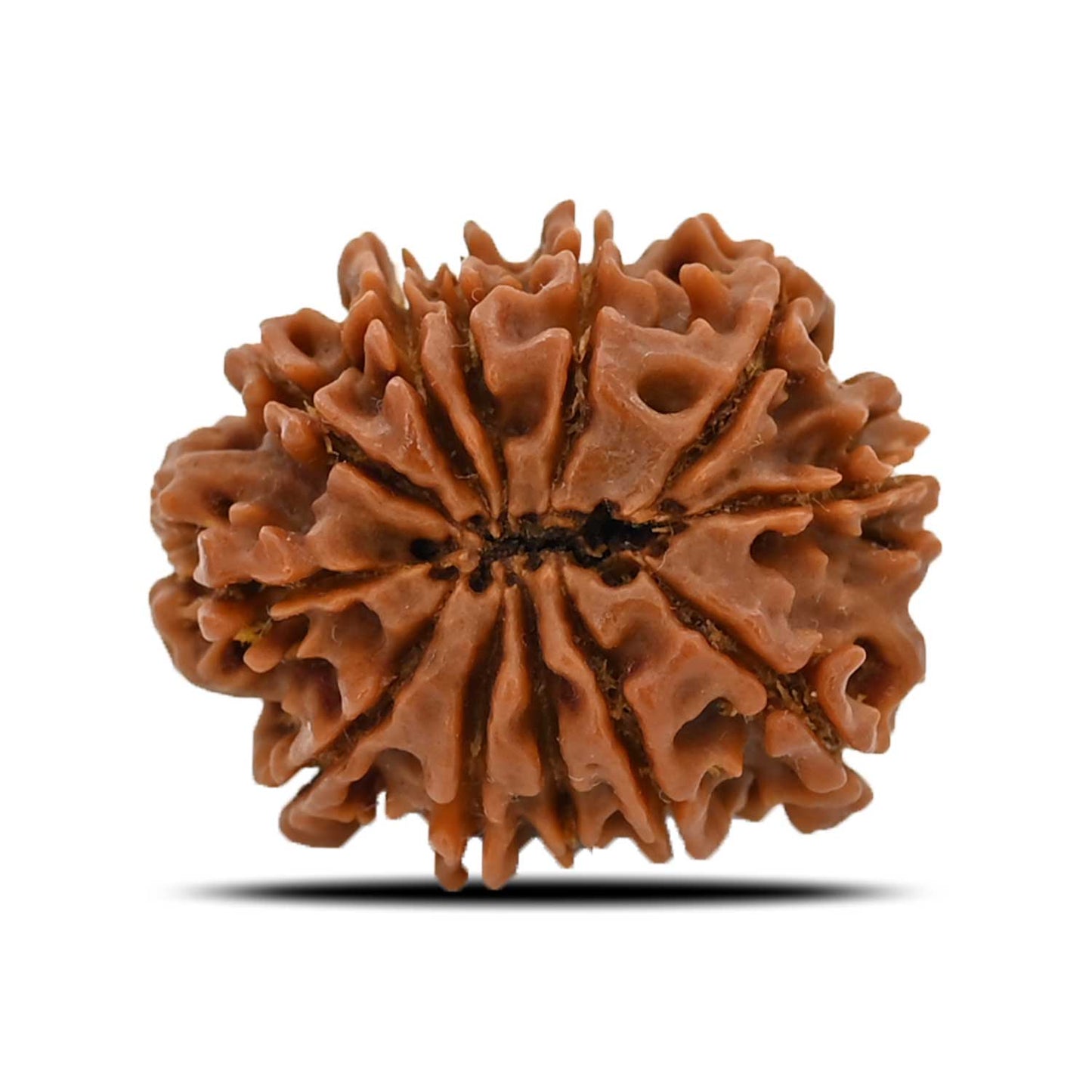 12 Mukhi Rudraksha (Nepal) 26.43 MM