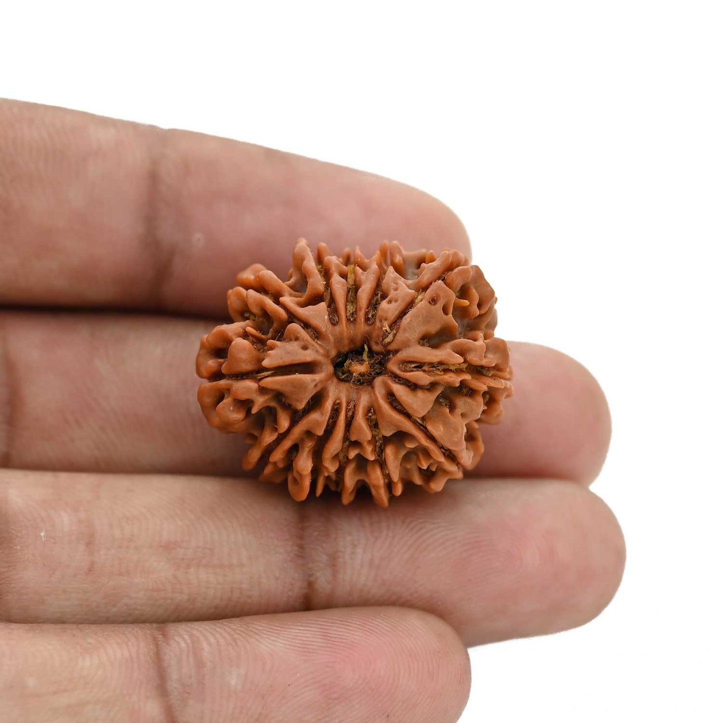 12 Mukhi Rudraksha (Nepal) 26.43 MM