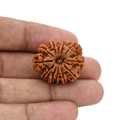 12 Mukhi Rudraksha (Nepal) 26.43 MM