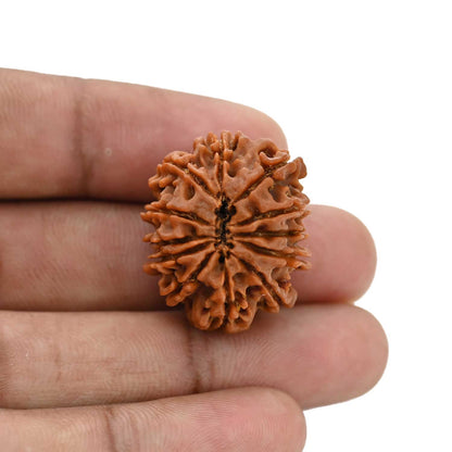 12 Mukhi Rudraksha (Nepal) 26.43 MM