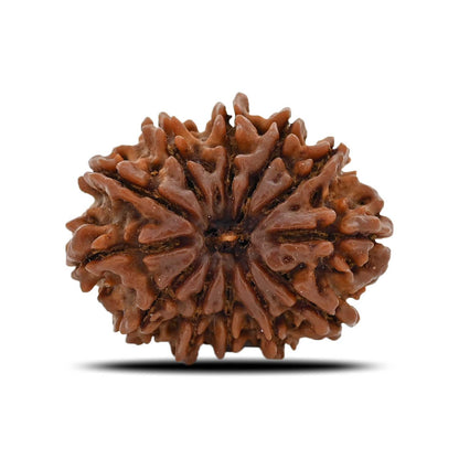 12 Mukhi Rudraksha (Nepal) 29.88 MM