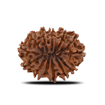 12 Mukhi Rudraksha (Nepal) 29.88 MM