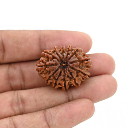 12 Mukhi Rudraksha (Nepal) 29.88 MM