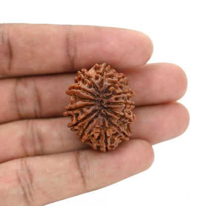 12 Mukhi Rudraksha (Nepal) 29.88 MM